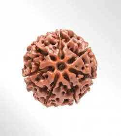 7 Mukhi Rudraksha