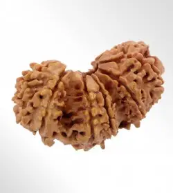 Trijuti Rudraksha