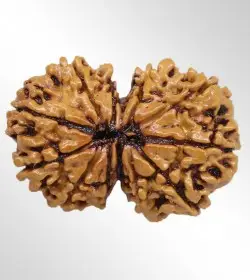 Gauri Shankar Rudraksha
