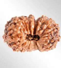 21 Mukhi Rudraksha