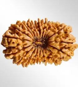 20 Mukhi Rudraksha