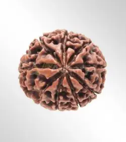 9 Mukhi Rudraksha