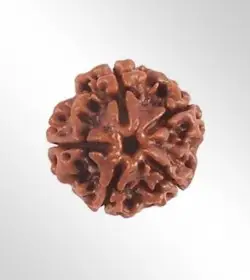 4 Mukhi Rudraksha