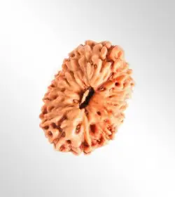 16 Mukhi Rudraksha